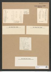 Diatomeae indet. (de-Toni-Nr.: Species 1276 ?) Zeichnungen Sammlung Grunow Nr. 2465 (NHMW-BOT-W0369638)